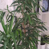 م ع ا و ض ه|گل مصنوعی|کرج, بنیاد|دیوار