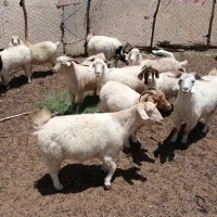 بخته چهارگنبد