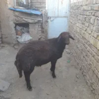 قوچ قزل افشار