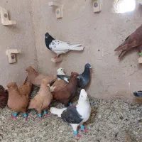 کفتر|پرنده|فسا, |دیوار