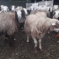 میش ابسن فروشی|حیوانات مزرعه|شهرضا, |دیوار