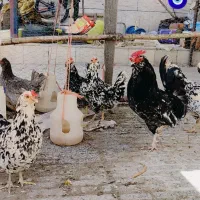 تخم مرغ گلین