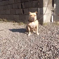 واگذاری یک عدد امیرکن بولی ماده،یکسالونیمه|سگ|تهران, یافت‌آباد|دیوار