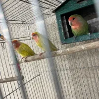 سه عدد طوطی برزیلی به همراه قفس