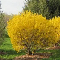 خدمات باغبانی|خدمات باغبانی و درختکاری|اصفهان, بوستان ناژوان|دیوار