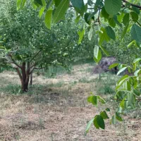 فروش زمین ۲۸۵ متر سندتکبرگ+انشعابات دماوند جابان|فروش زمین و ملک کلنگی|دماوند, دماوند|دیوار