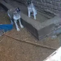 فروش سگ گله