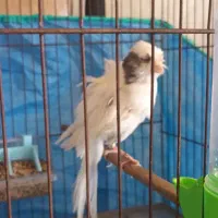 قناری فر|پرنده|رشت, فرزانه|دیوار