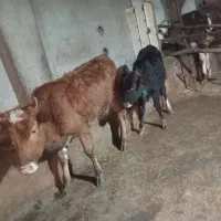 دوتا تلم  به شرط سالم و سرحال