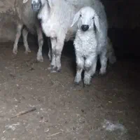 میش زاییده و  اوست  قیمت مناسب بردسیر