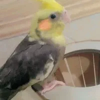 گمشده