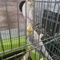 ۲ جفت عروس هلندی
