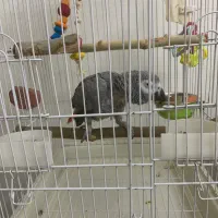 کاسکو دم قرمز.