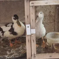 واگذاری دو اردک رایگان