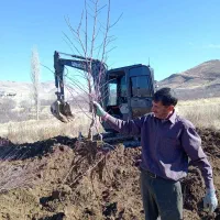 تولید و عرضه نهال بادام اصلاح شده مرودشت