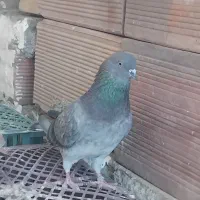 نر فروشی دوستان یه دماغو انگشتش زده شده