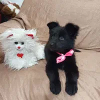 دوعدد توله ماده ژرمن بلک شولاین|سگ|کازرون, |دیوار