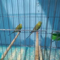 مرغ عشق