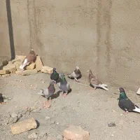 کبوتر گنبد،پرشی|پرنده|پاکدشت, پاکدشت (مامازند)|دیوار