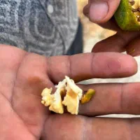 گردو|خدمات باغبانی و درختکاری|خرم‌آباد, |دیوار