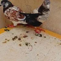 کفتر شیخ وگرگی