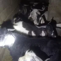 فروش چند راس چپش|حیوانات مزرعه|دورود, |دیوار