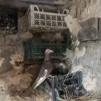 کبوتر