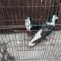 پرنده|پرنده|شوشتر, |دیوار