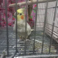 پرنده گلباقالی باهوش