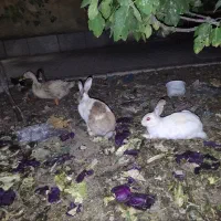 واگذاری و فروش خرگوش وبچه خرگوش|موش و خرگوش|اصفهان, کارلادان|دیوار