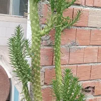 ی عددگل کاکتوس بسیارزیبا