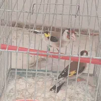 ۲ عددسهره ماده