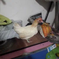 مرغ منیاتوری|حیوانات مزرعه|اردبیل, |دیوار