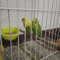 یک جفت مرغ عشق|پرنده|شیروان (خراسان), |دیوار