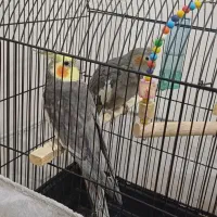 طوطی عروس|پرنده|سنگر, |دیوار