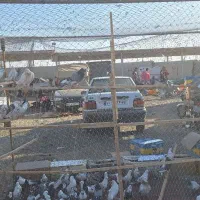 گنجه و تور کبوتر|پرنده|تهران, کوی بیمه|دیوار