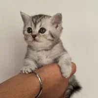 گربه در تمامی نژادها ( اسکاتیش پرشین بریتیش )|گربه|اهواز, کیانپارس |دیوار