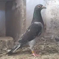 دوکت     مگس اسطوره