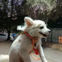 سگ خیلی با تربیت حرف گوش کن بازی گوشی|سگ|ری, اقدسیه|دیوار