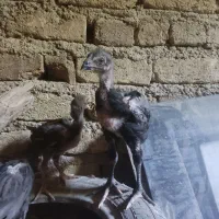 جوجه خروس و مرغ لاری