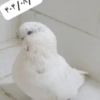 کبوتر نر نوک قنار