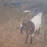 بز ماده|حیوانات مزرعه|خمینی‌شهر, |دیوار