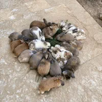خرگوش لوپ ،رنگ بندی متنوع و بامزه