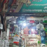 فروش همه نو پرنده