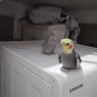 عروس هلندی صحیح و سالم جفت