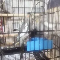 عروس هلندی|پرنده|شیراز, مسلم|دیوار