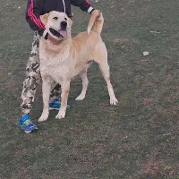 سگ پژدر فروشی