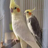 پرنده عروس هلندی جفت و گرنچیک اهلی