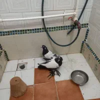 کفتر کمتر قویروق. ارکح مایا جفت