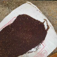 فروش کلزا|گل و گیاه طبیعی|دره شهر, |دیوار